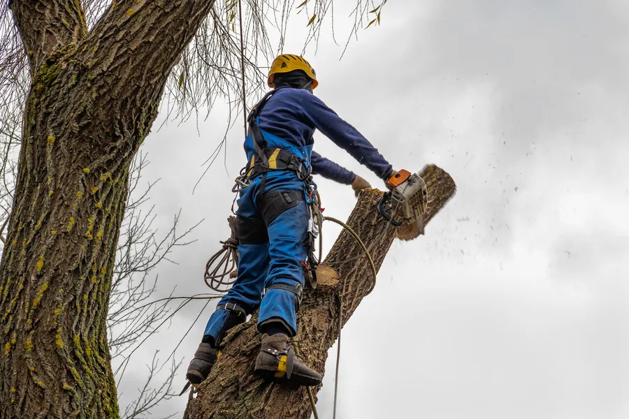 Excellent Tree Cutting Services Allentown, PA Excellent Tree Cutting Services Allentown, PA