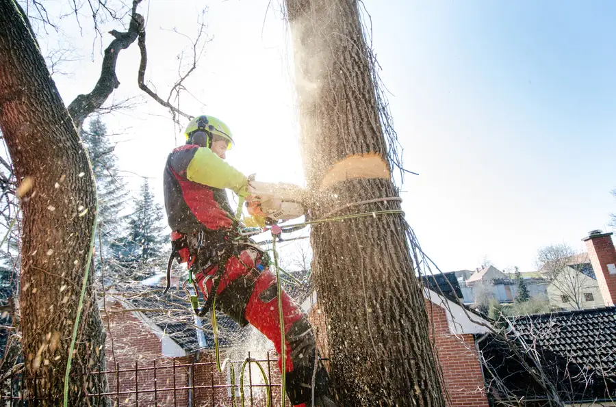 Experienced Tree Cutting Services Allentown, PA Experienced Tree Cutting Services Allentown, PA