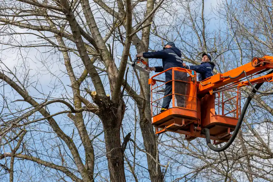 Expert Tree Removal Services Allentown, PA