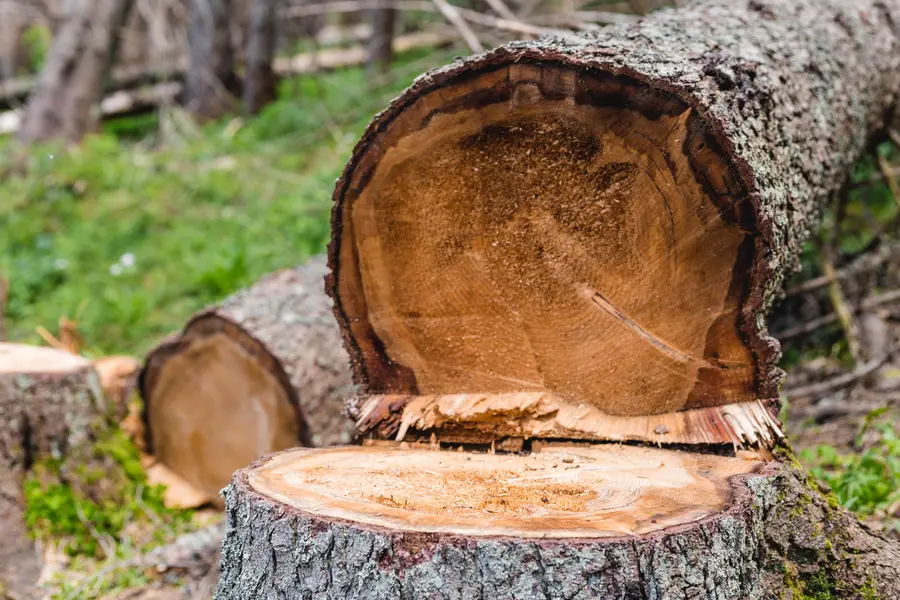 How Tree Cutting Enhances Your Yards Aesthetic Appeal in Allentown, PA How Tree Cutting Enhances Your Yards Aesthetic Appeal in Allentown, PA
