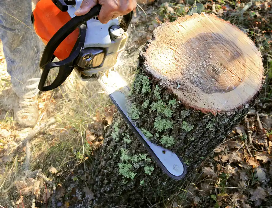 How Tree Cutting Services Reduce Fire Hazards On Properties in Allentown, PA How Tree Cutting Services Reduce Fire Hazards On Properties in Allentown, PA