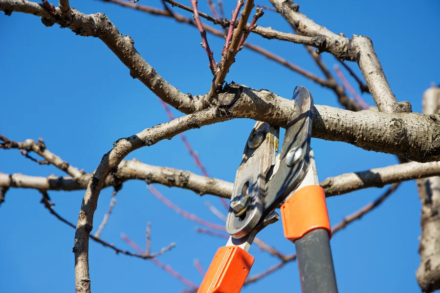 How Tree Pruning Service Enhances Tree Health And Growth Allentown, PA How Tree Pruning Service Enhances Tree Health And Growth Allentown, PA