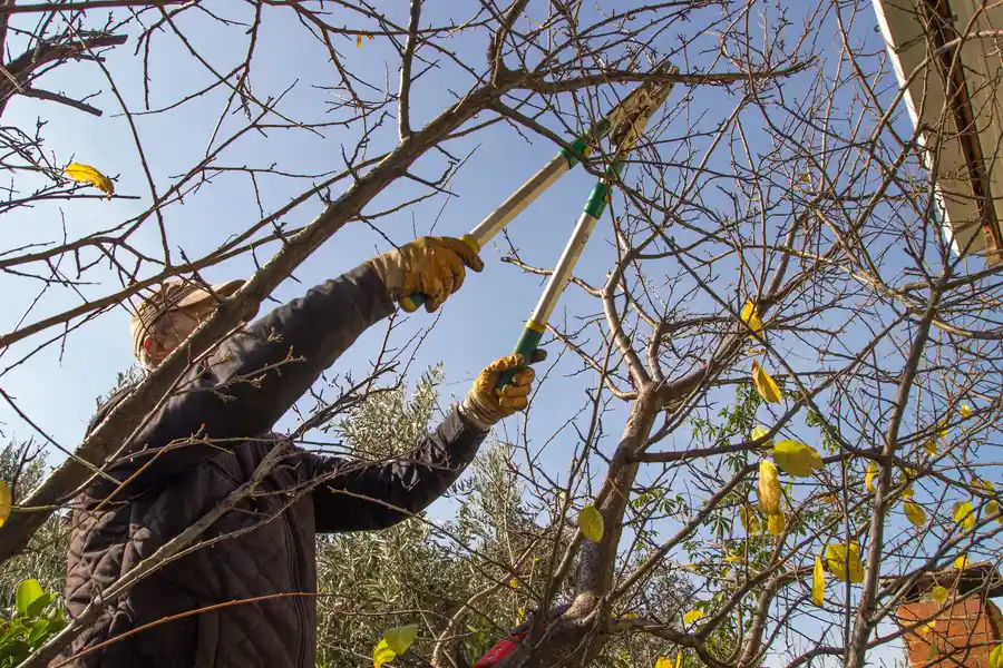 How Tree Trimming Supports Stronger Root Development Allentown, PA How Tree Trimming Supports Stronger Root Development Allentown, PA