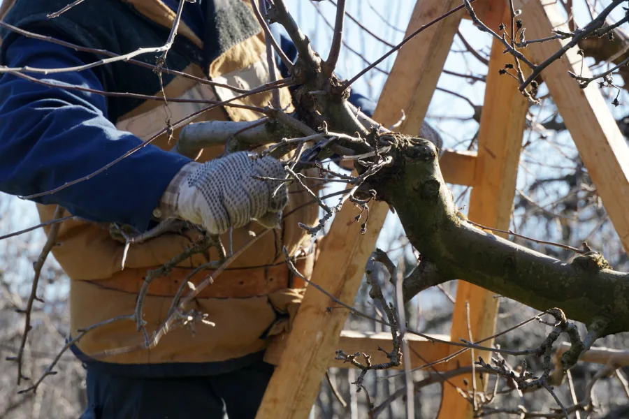 Local Tree Pruning Service Allentown, PA Local Tree Pruning Service Allentown, PA