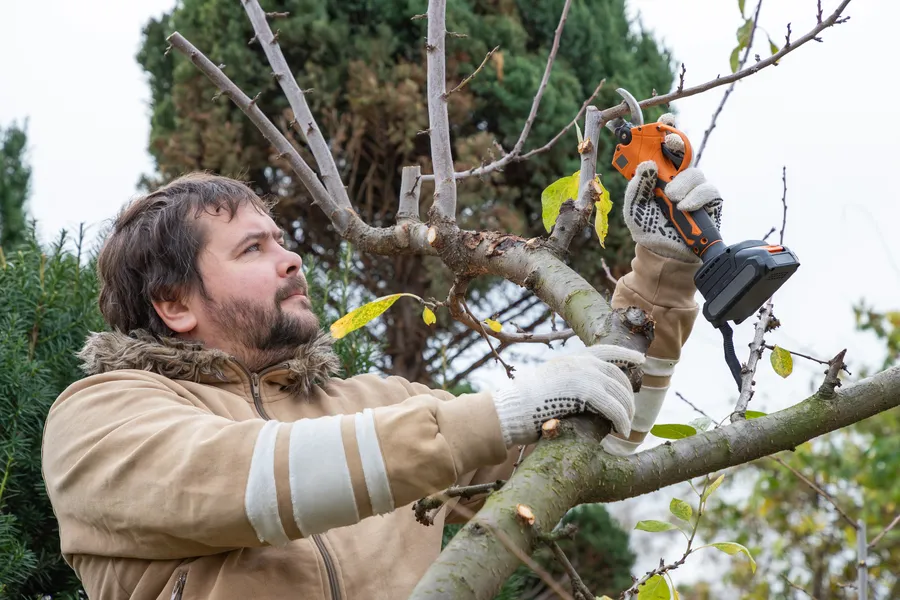 Quality Tree Pruning Service Allentown, PA Quality Tree Pruning Service Allentown, PA