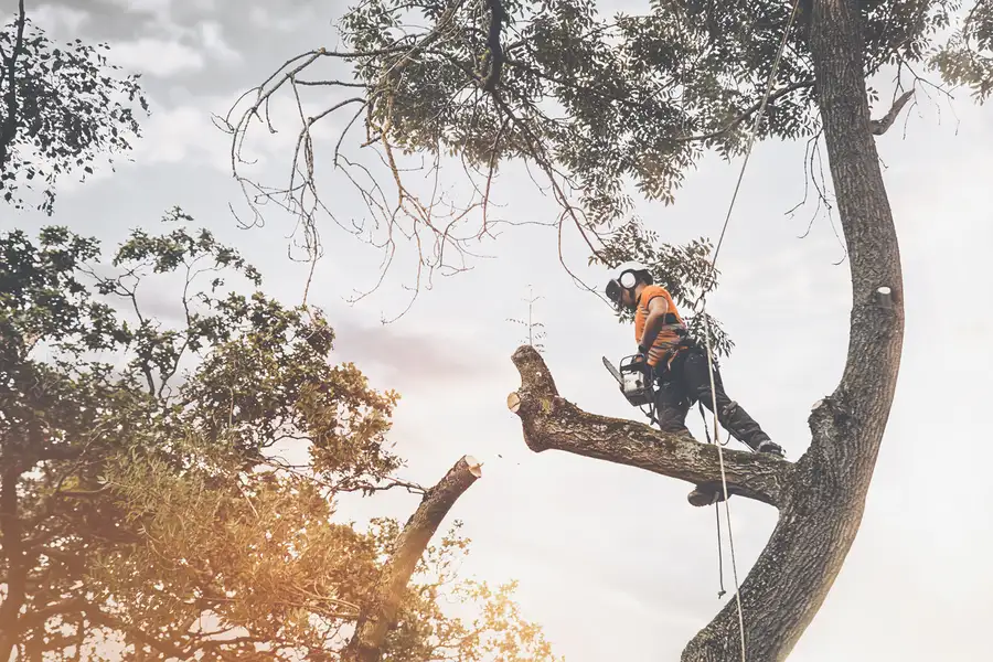 Reliable Tree Cutting Services Allentown, PA Reliable Tree Cutting Services Allentown, PA