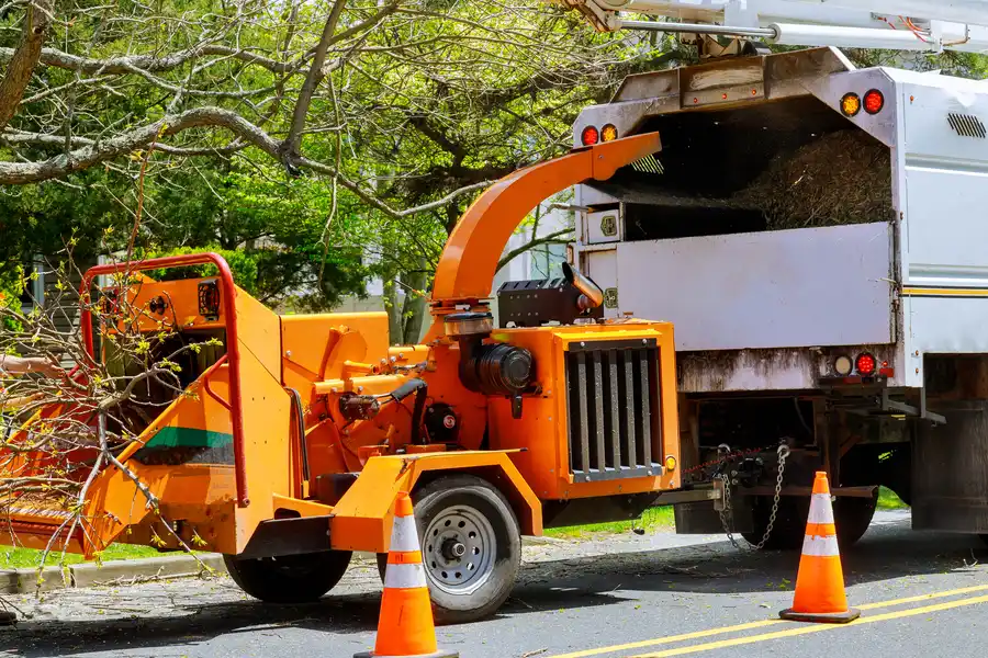 Signs It Is Time To Remove A Hazardous Tree Allentown, PA Signs It Is Time To Remove A Hazardous Tree Allentown, PA