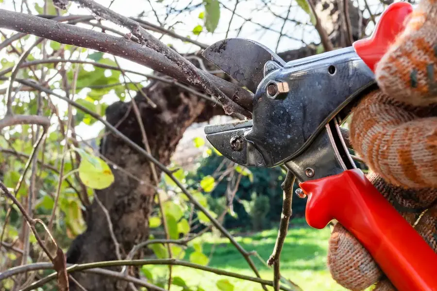 Superior Tree Pruning Service Allentown, PA Superior Tree Pruning Service Allentown, PA