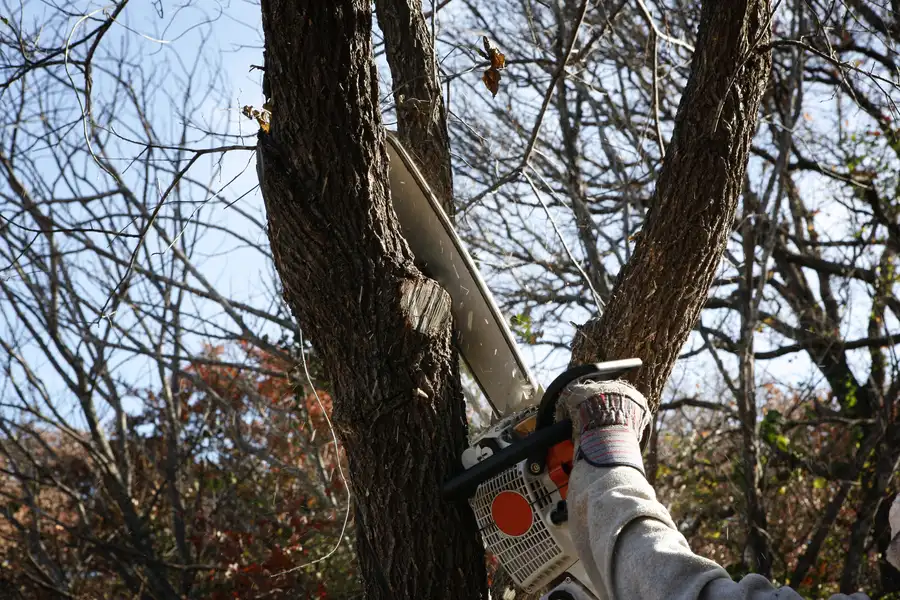 The Importance Of Tree Removal For Disease Prevention Allentown, PA The Importance Of Tree Removal For Disease Prevention Allentown, PA