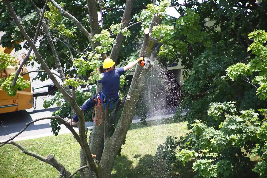 The Importance Of Tree Removal For Disease Prevention in Allentown, PA The Importance Of Tree Removal For Disease Prevention in Allentown, PA