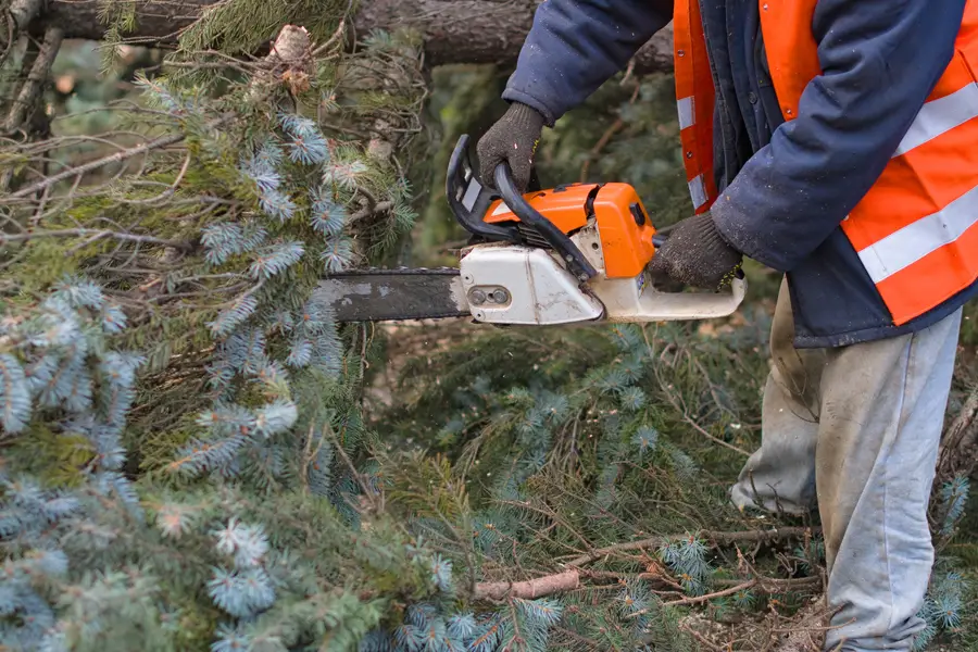 Top-rated Tree Removal Services Allentown, PA