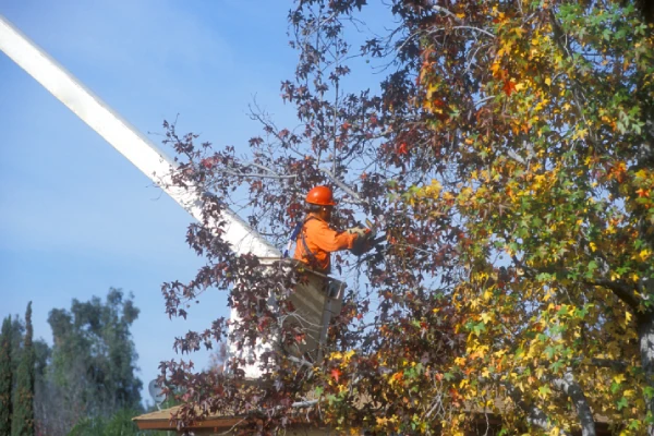 Tree Company in Allentown, PA