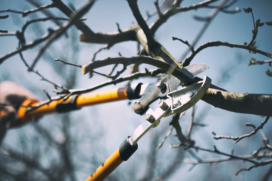 Tree Pruning Service Techniques For Stronger And Healthier Trees in Allentown, PA Tree Pruning Service Techniques For Stronger And Healthier Trees in Allentown, PA